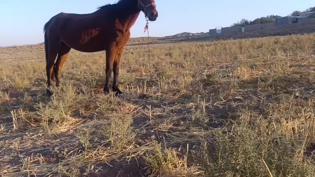 اسب فروشی|اسب و تجهیزات اسب‌سواری|قم, دانشگاه قم|دیوار