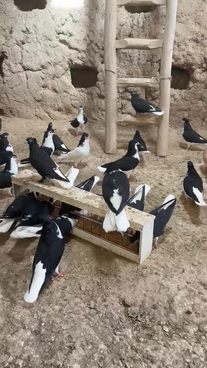 ساده کاکلی|پرنده|ملکآباد, |دیوار
