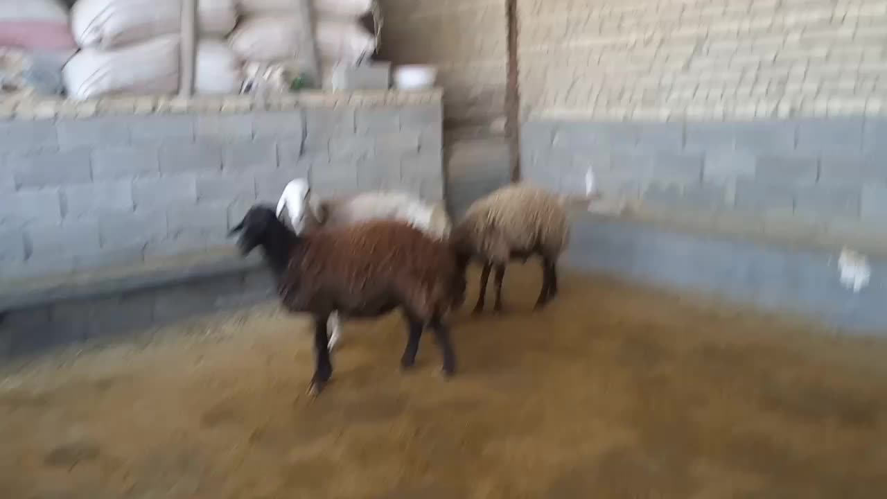 ۳شیشک|حیوانات مزرعه|کوهدشت, |دیوار