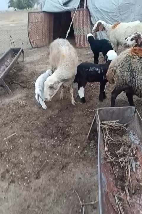 میش و بره|حیوانات مزرعه|بروجرد, |دیوار