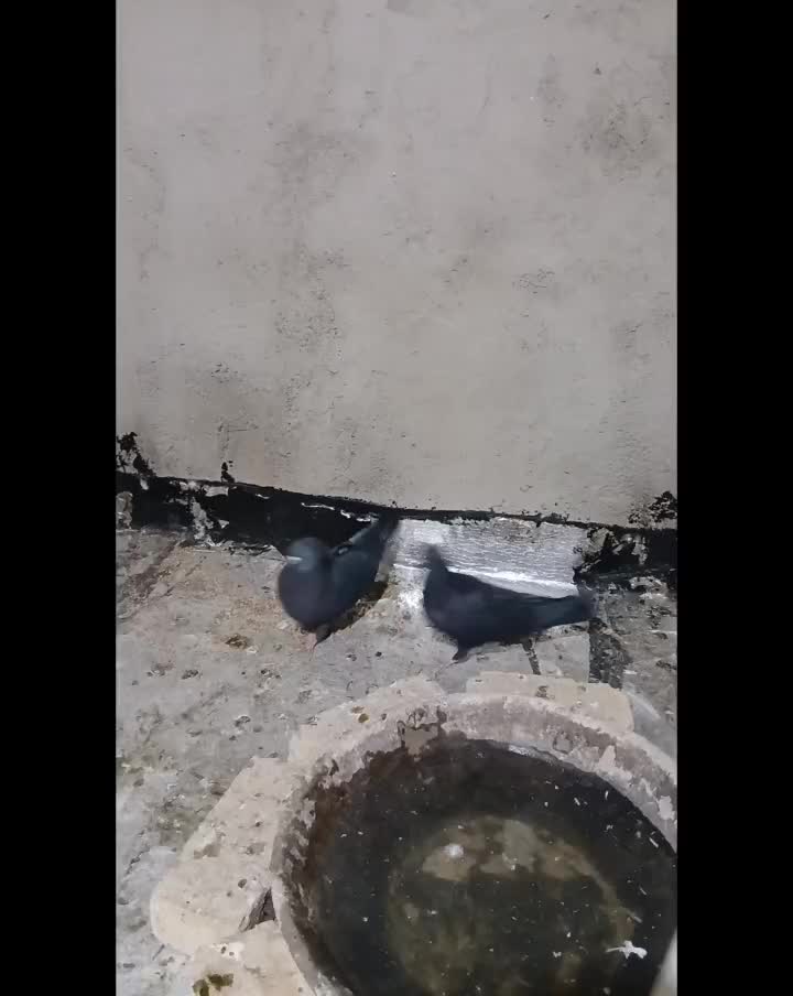 کفتر|پرنده|آبیک, |دیوار