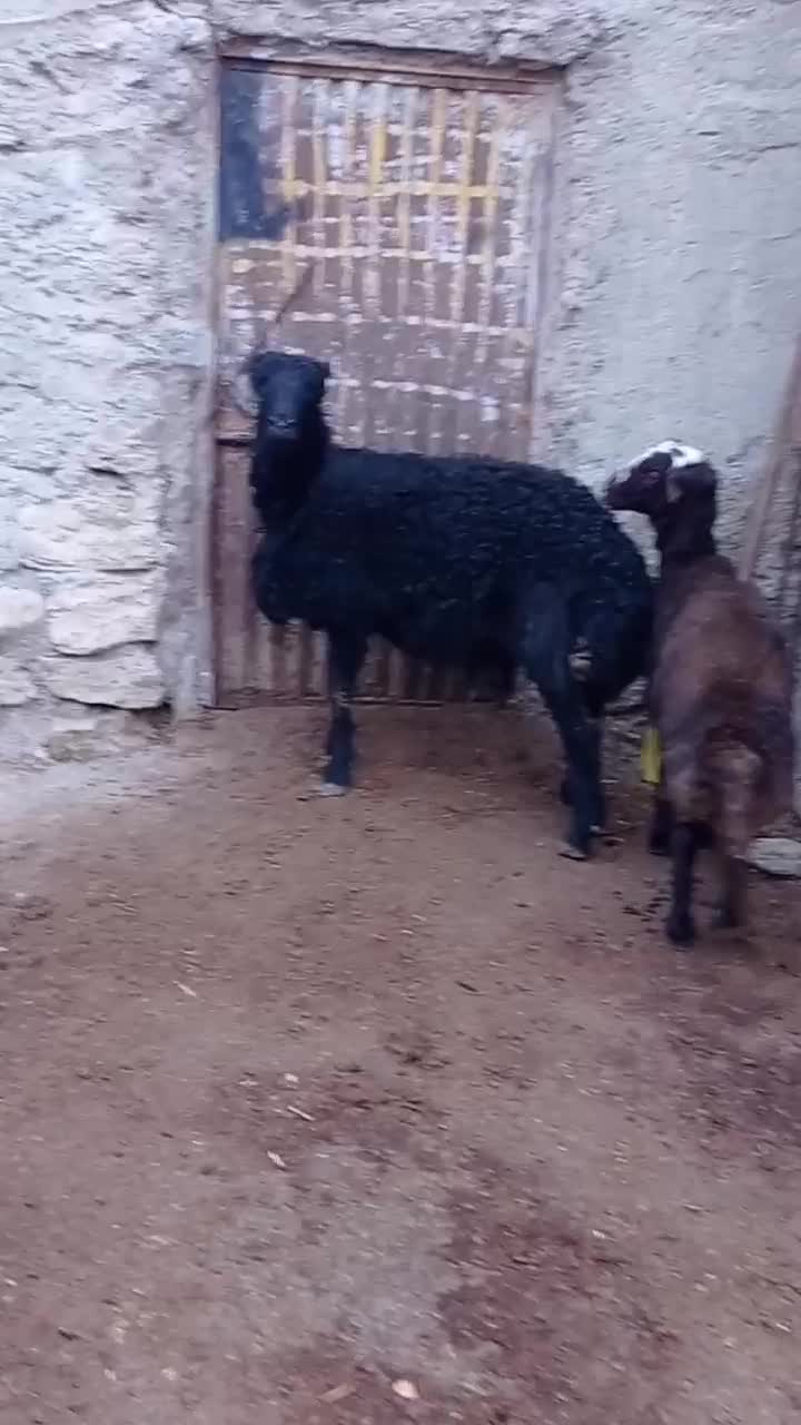 قوچ بیگوش فر|حیوانات مزرعه|نقده, |دیوار