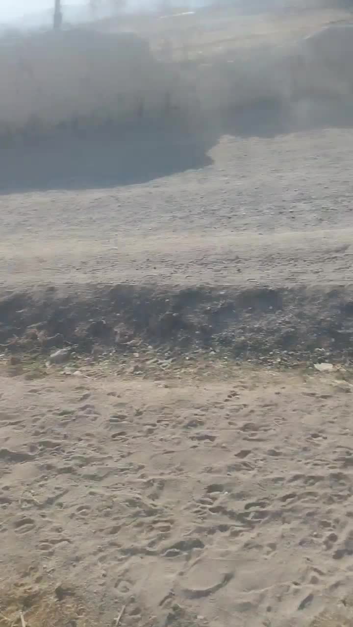 سگ گله|سگ|خوانسار, |دیوار