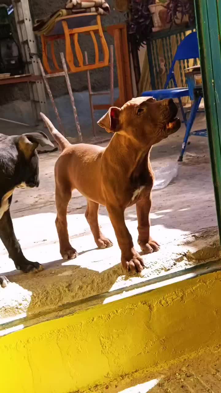 توله پیتبول۴ ماهه اورجینال|سگ|تهران, پامنار|دیوار