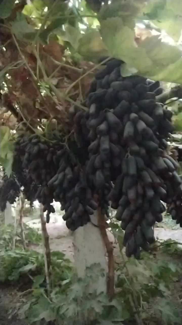 فروش انواع نهال انگور ایرانی و خارجی تعاونی|خدمات باغبانی و درختکاری|کاشمر, |دیوار