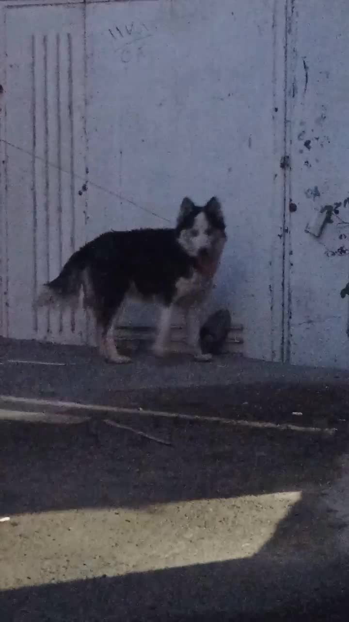 سگ هاسکی معاوضه با پرنده|سگ|آباده, |دیوار