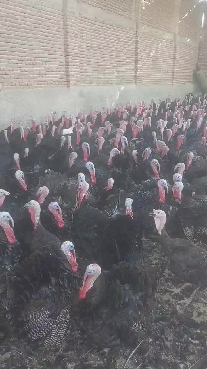 بوقلمون دوساله محلی|حیوانات مزرعه|مریوان, |دیوار