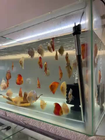 آبزی پرور آمازون دیسکس تترا چانا آروانا وغیره|ماهی|اصفهان, شمس آباد|دیوار