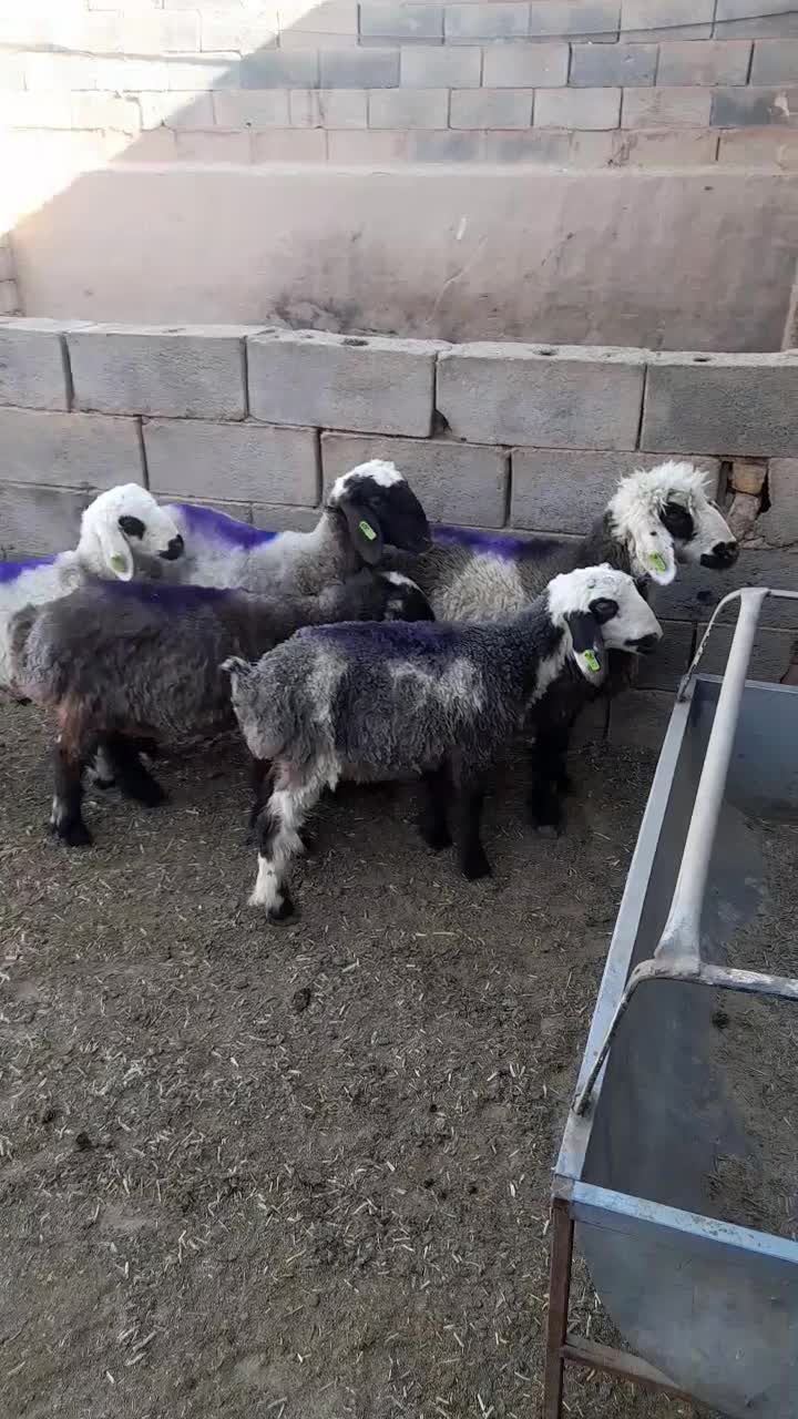 بره ماده ریز|حیوانات مزرعه|یزد, |دیوار