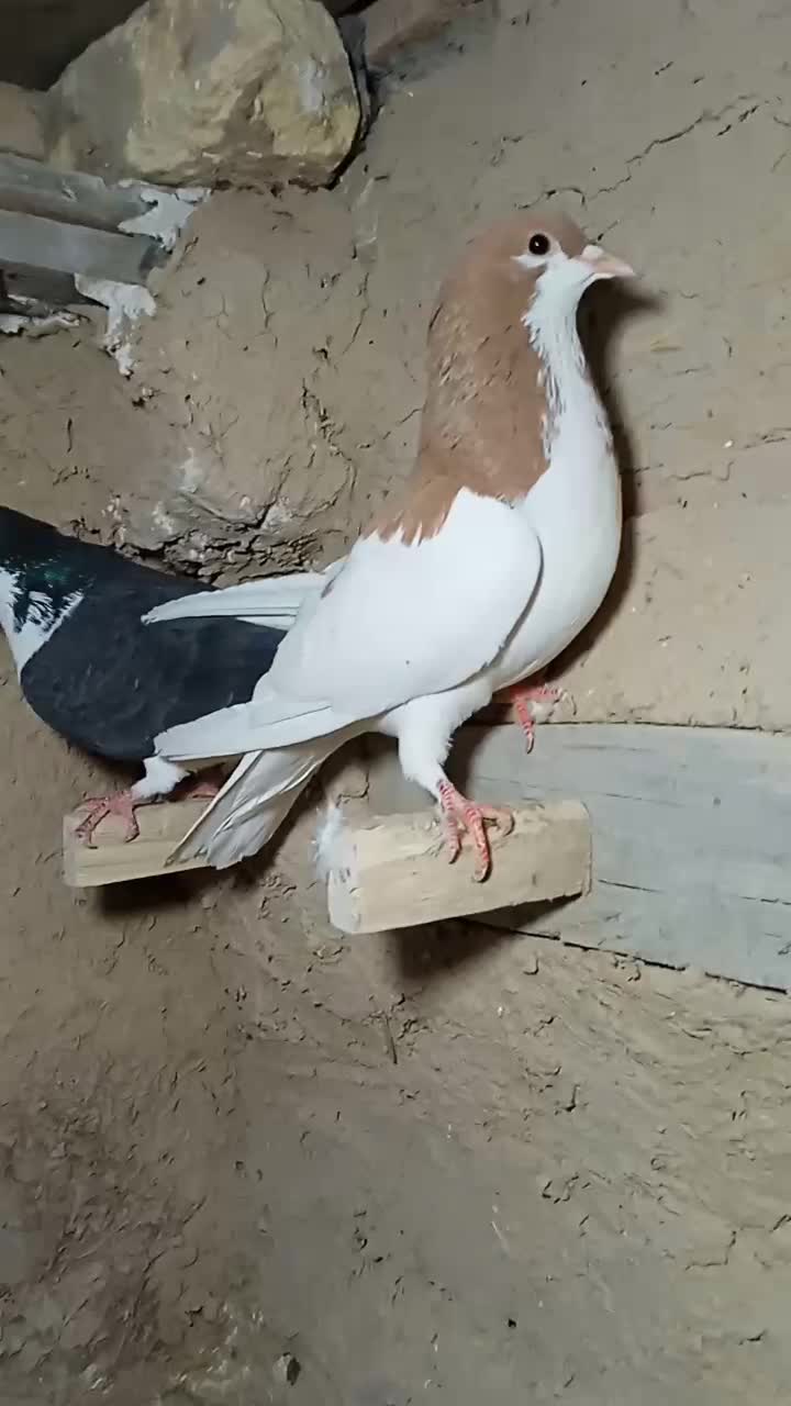 کبوتر شهری|پرنده|مرودشت, بیست متری بیمارستان|دیوار