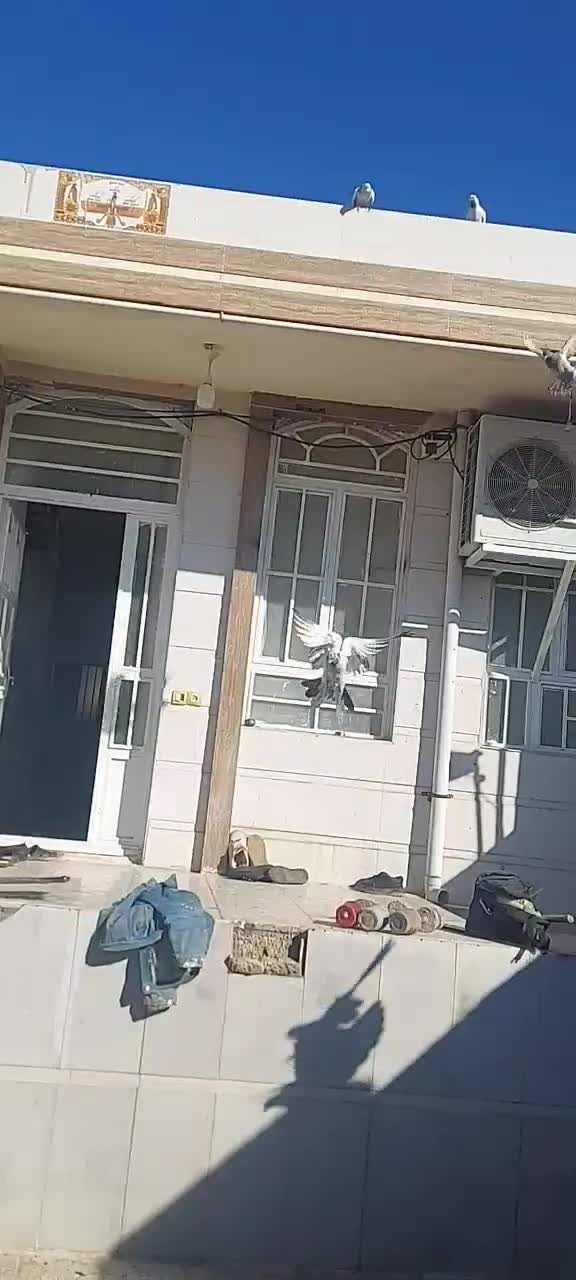 ۵جفت کفتر پلاکی اصل کویتی|پرنده|آبدانان, |دیوار