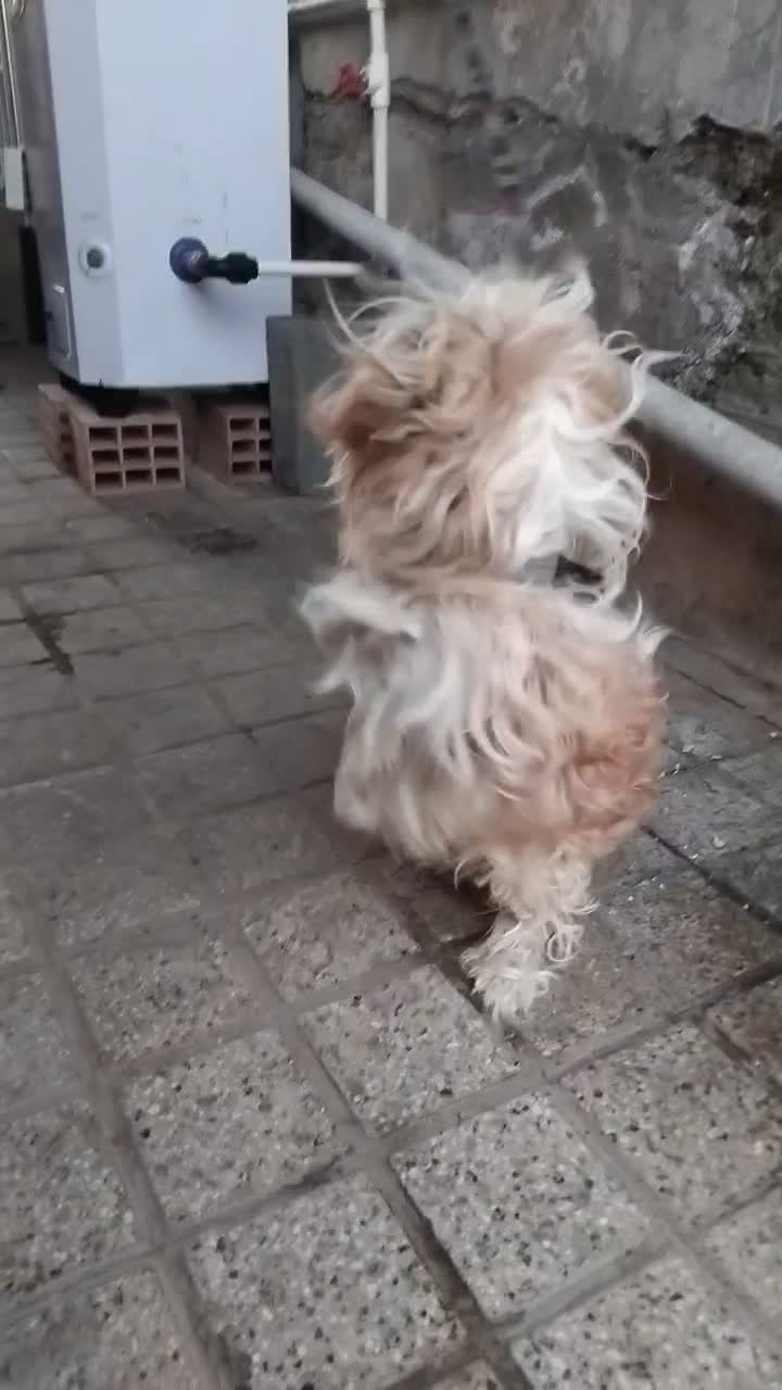 سگ شیتزو شناسنامه دار تمیزو حرف گوش کن|سگ|بهشهر, |دیوار