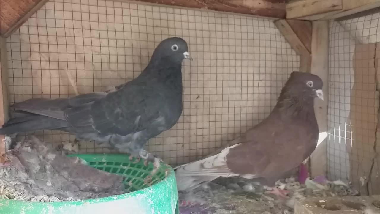 کفترماده مایه کفتر گنجه ای|پرنده|فولادشهر, A4|دیوار