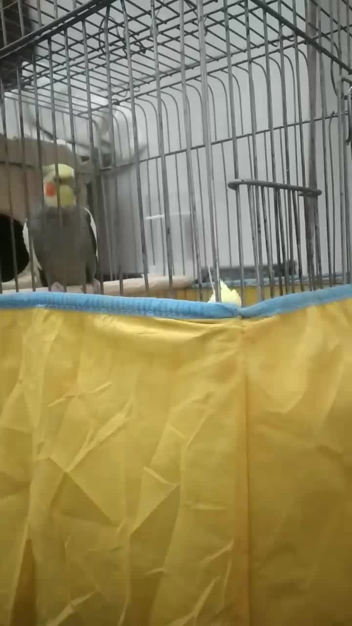 عروس هلندی|حیوانات|فسا, |دیوار