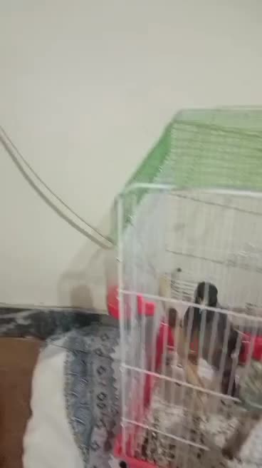 مرغ مینا کاملن دستی بازیگوش سخنگو|پرنده|مرودشت, مجد آباد|دیوار