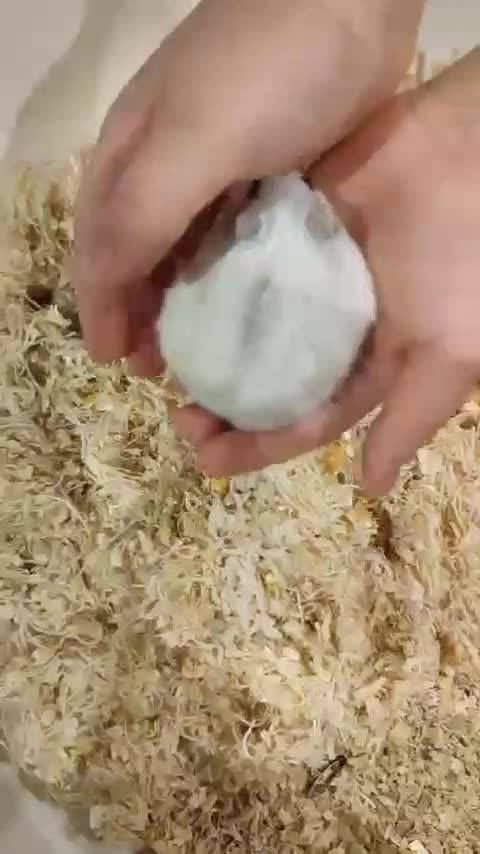 همستر کوچولوی مینیاتوری سفید،مشکی|موش و خرگوش|تهران, امامت|دیوار