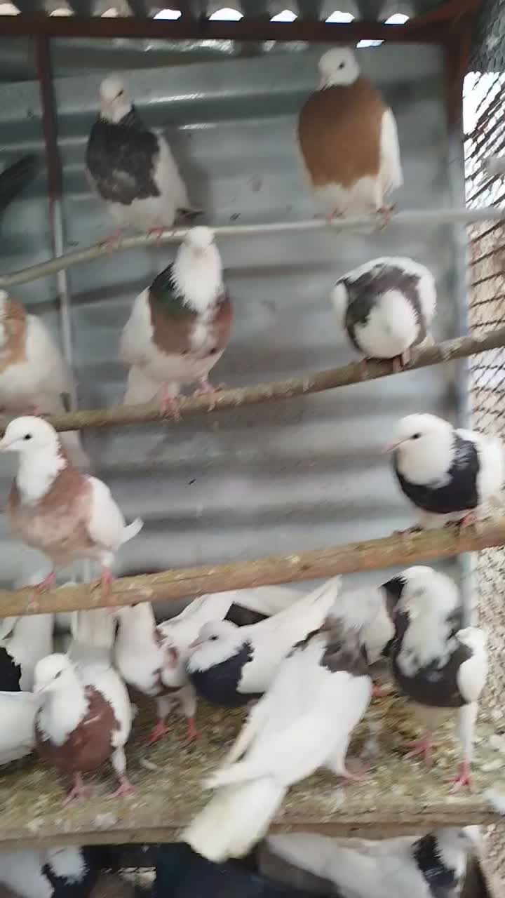 طوقی|پرنده|همدان, |دیوار