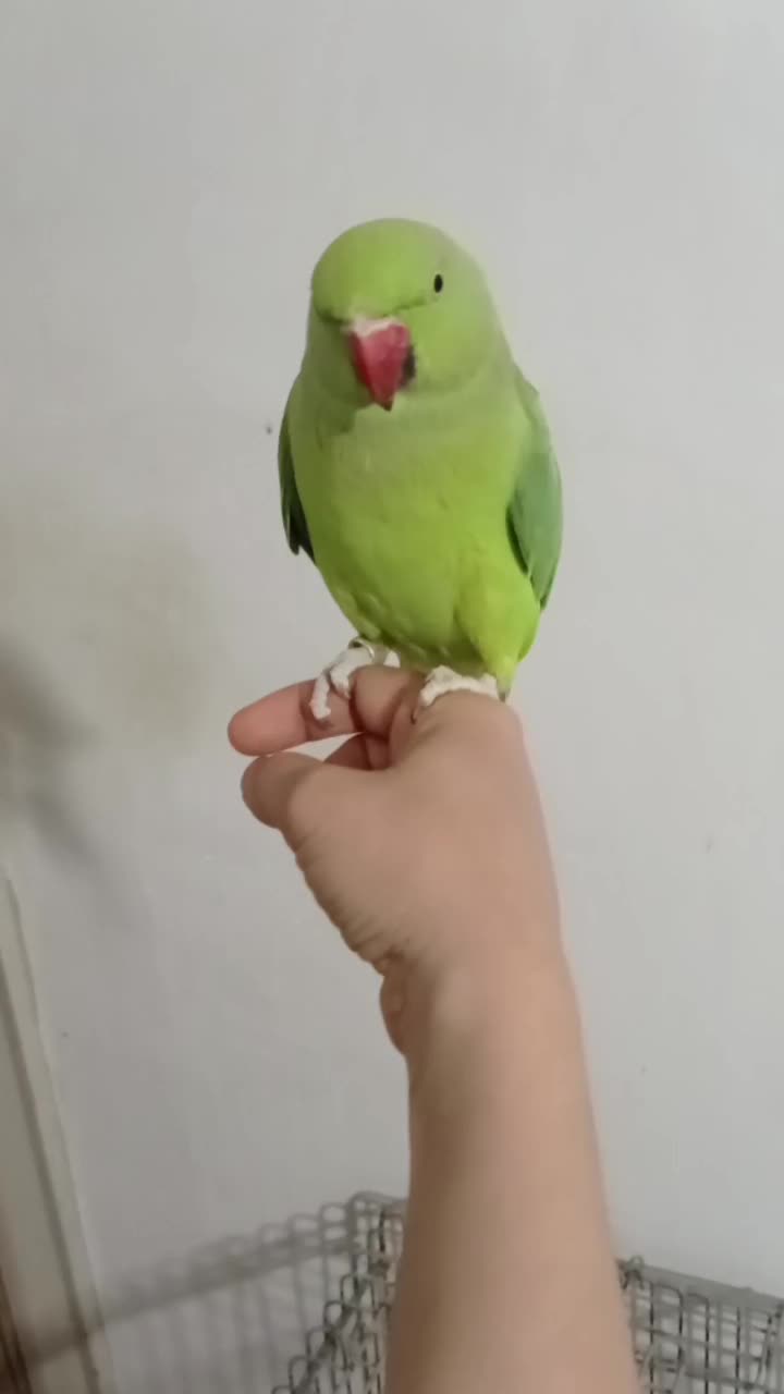 طوطی ملنگو تهران حلقه پا ماده مست مست رام|پرنده|چهاردانگه (تهران), |دیوار