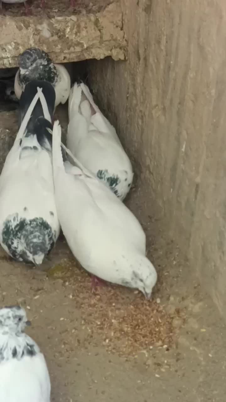 کبوتر خالسبز عتیقه|پرنده|خاش, |دیوار