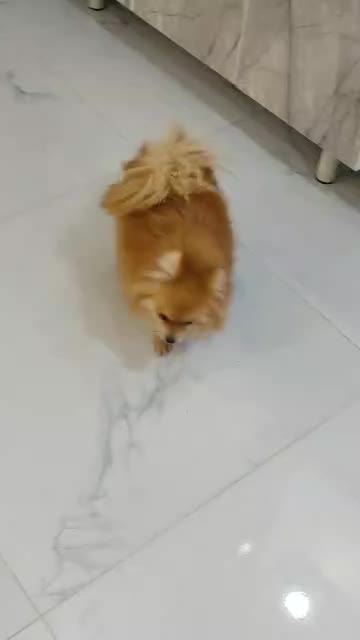 سگ پامر عروسکی ماده|سگ|کرج, شهرک بنفشه|دیوار