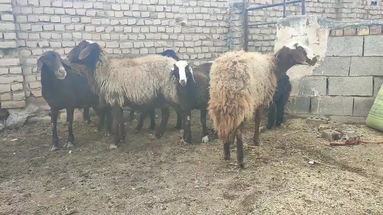 میش و بره|حیوانات مزرعه|زاوه, |دیوار