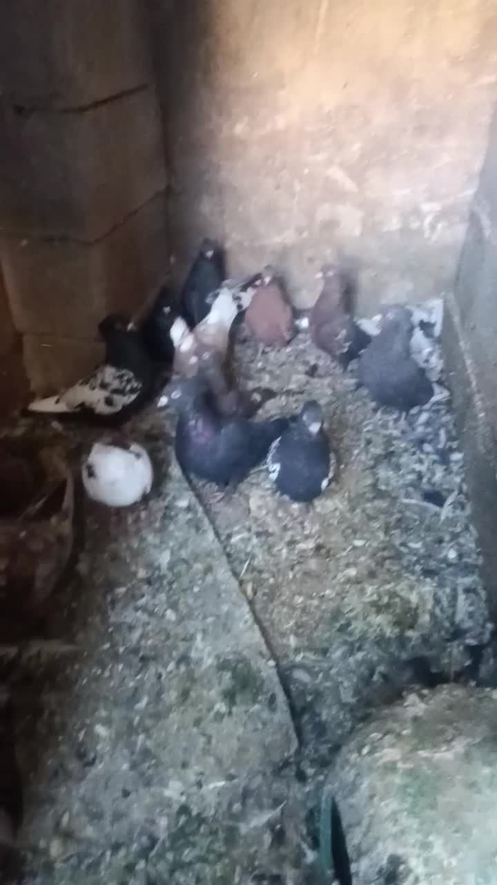 تعدادی کبوتر|پرنده|داراب, |دیوار