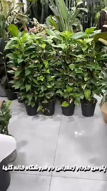 پتوس خز دار برگ پهن|گل و گیاه طبیعی|بندرعباس, |دیوار