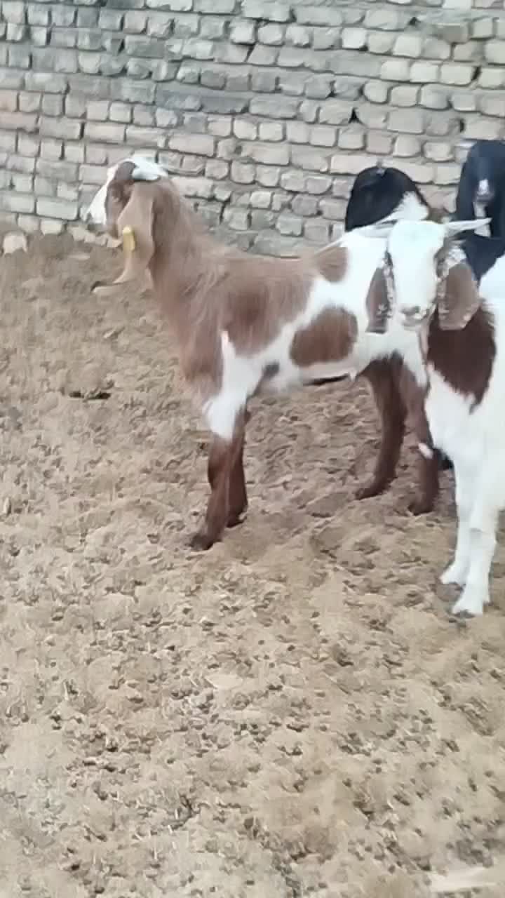 شش عددکولاربزغاله پاکستانی آبستن|حیوانات مزرعه|ملکآباد, |دیوار