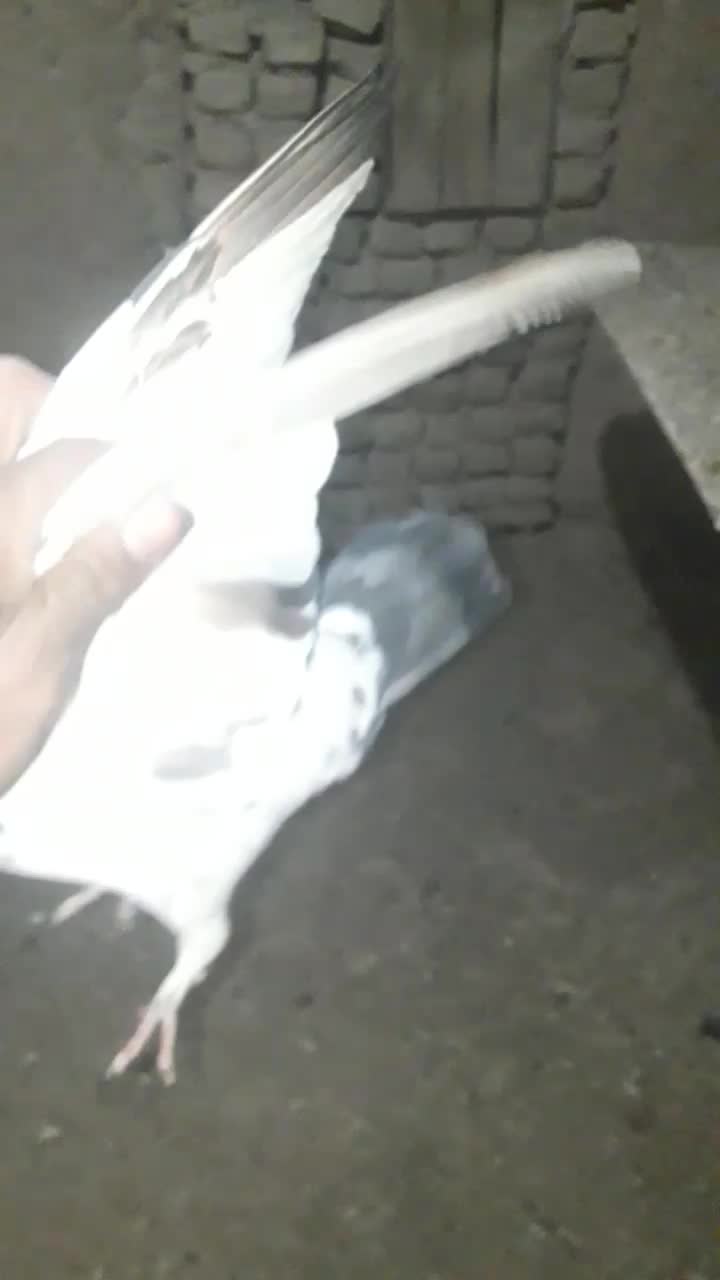 کبوتر رنگه|پرنده|مشهد, شهرک صنعتی توس|دیوار