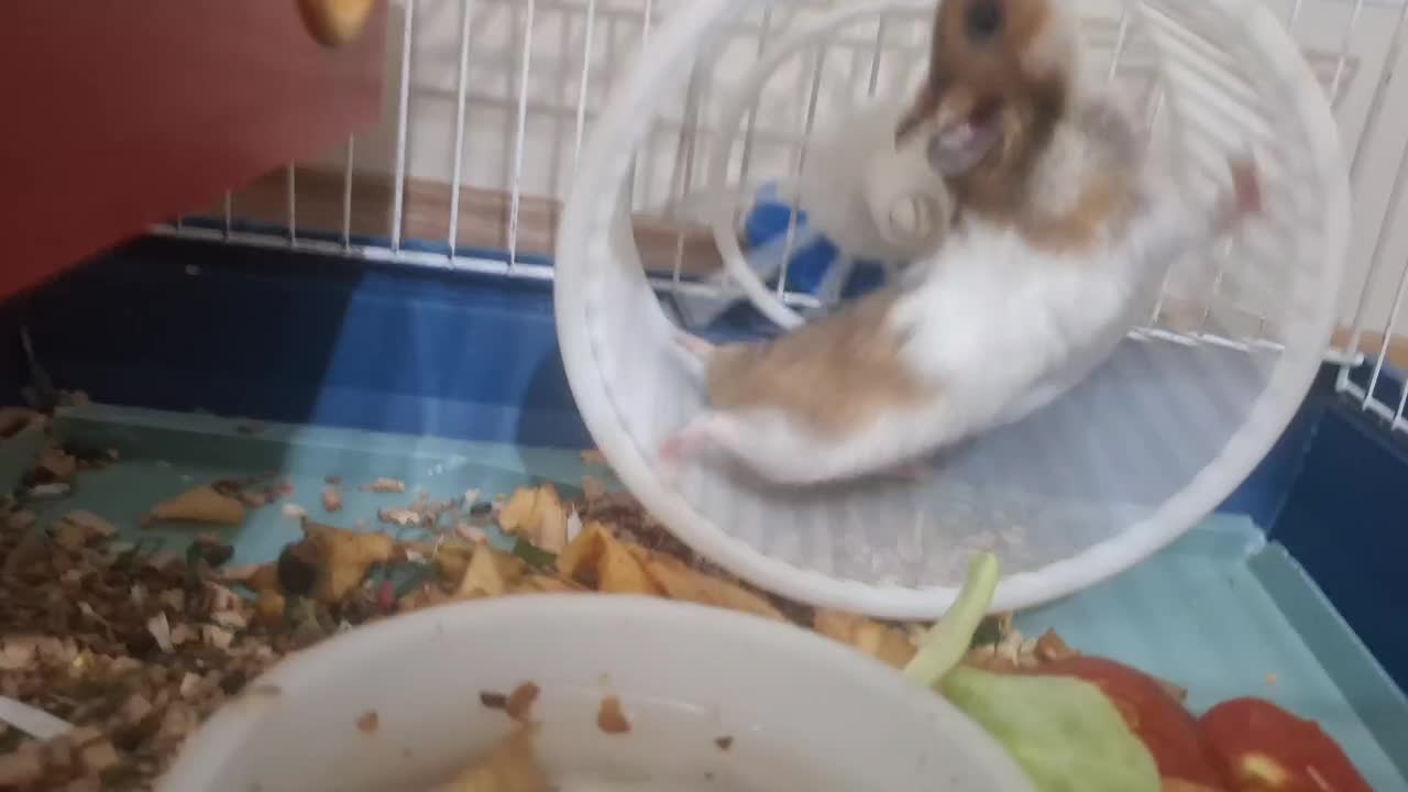 ۱۰ عدد همستر با پایین ترین قیمت|موش و خرگوش|تهران, گلستان (شهرک راه آهن)|دیوار