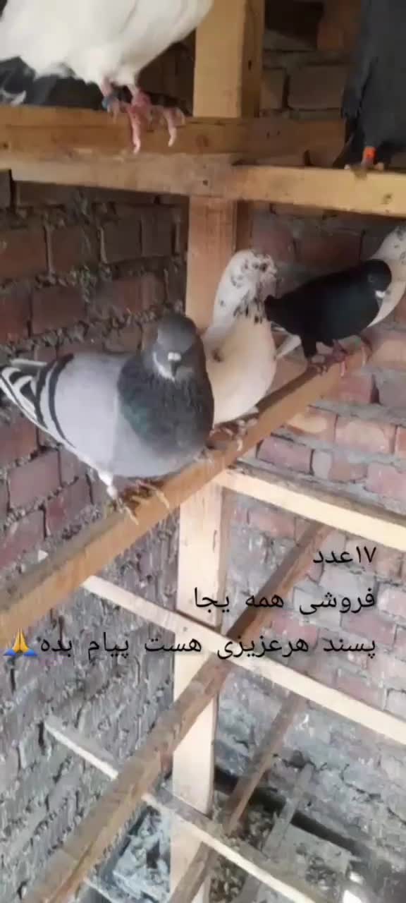 کبوتر|پرنده|نقده, |دیوار