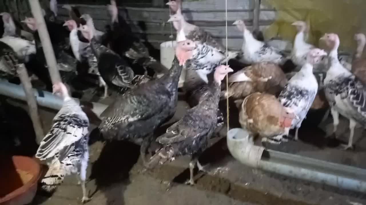 بوقلمون و مرغ محلی و تخم بوقلمون نطفه دار|حیوانات مزرعه|شلمان, |دیوار