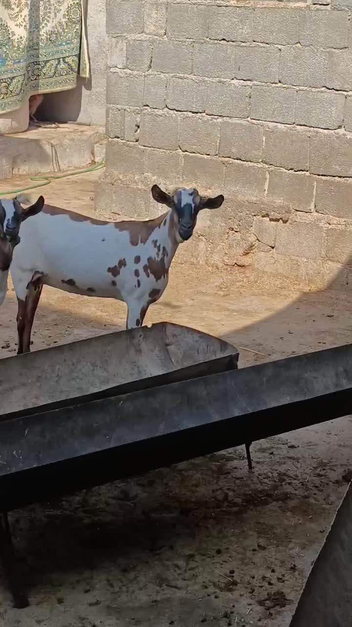 بز سومالی اصل|حیوانات مزرعه|چغادک, |دیوار