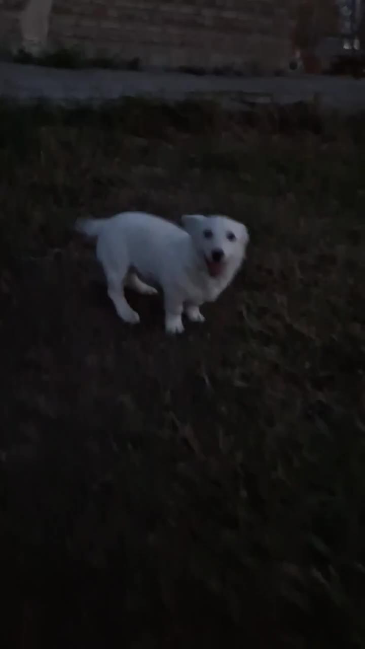 سگ پاگوتاه|سگ|اهر, |دیوار