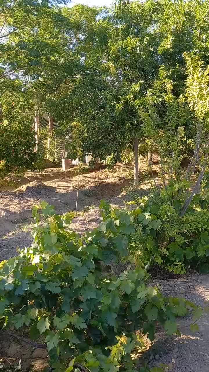 باغ باغچه ۱۰۰۰متری کاشانک اسلامشهر|فروش زمین و ملک کلنگی|اسلامشهر, کاشانک|دیوار