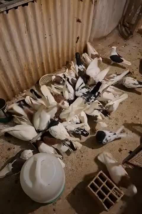 کبوتر|پرنده|قزوین, |دیوار