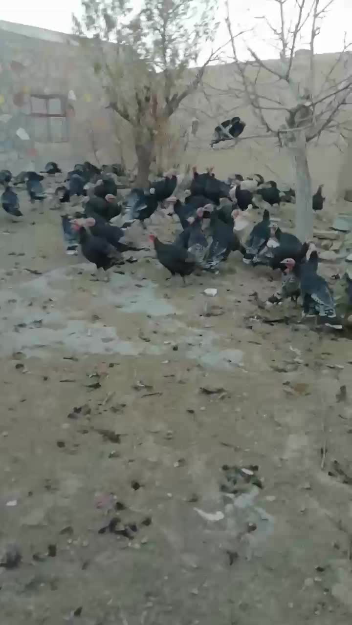 سلام بوقلمون فروشی|حیوانات مزرعه|قوچان, |دیوار