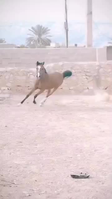 کره اسب نریان|اسب و تجهیزات اسب‌سواری|جم, |دیوار