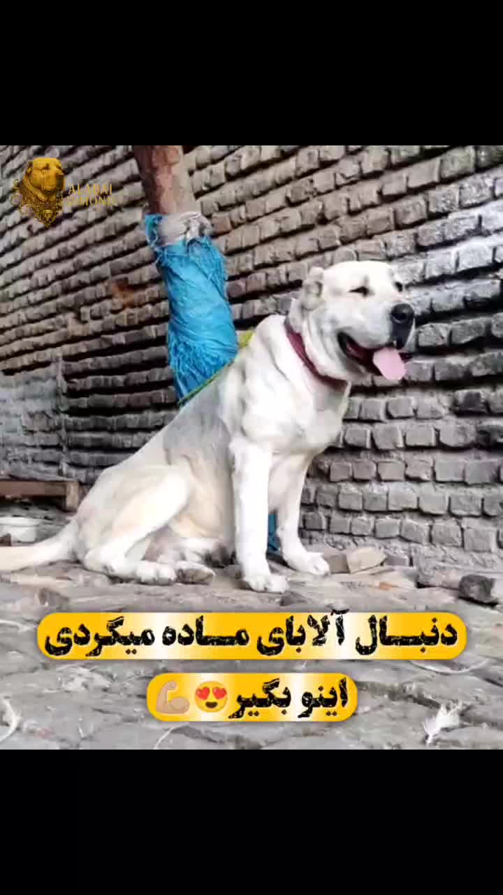 آلابای روسی ماده دمه فحل|سگ|تهران, تهرانپارس شرقی|دیوار