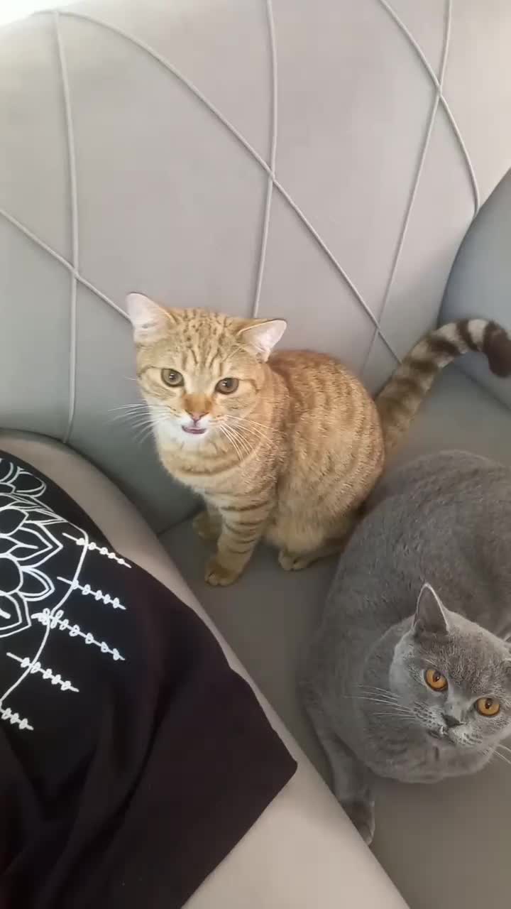 فروش۱عدد گربه از نژاد بریتیش اصیل قیمت۸تومان|گربه|رودسر, |دیوار