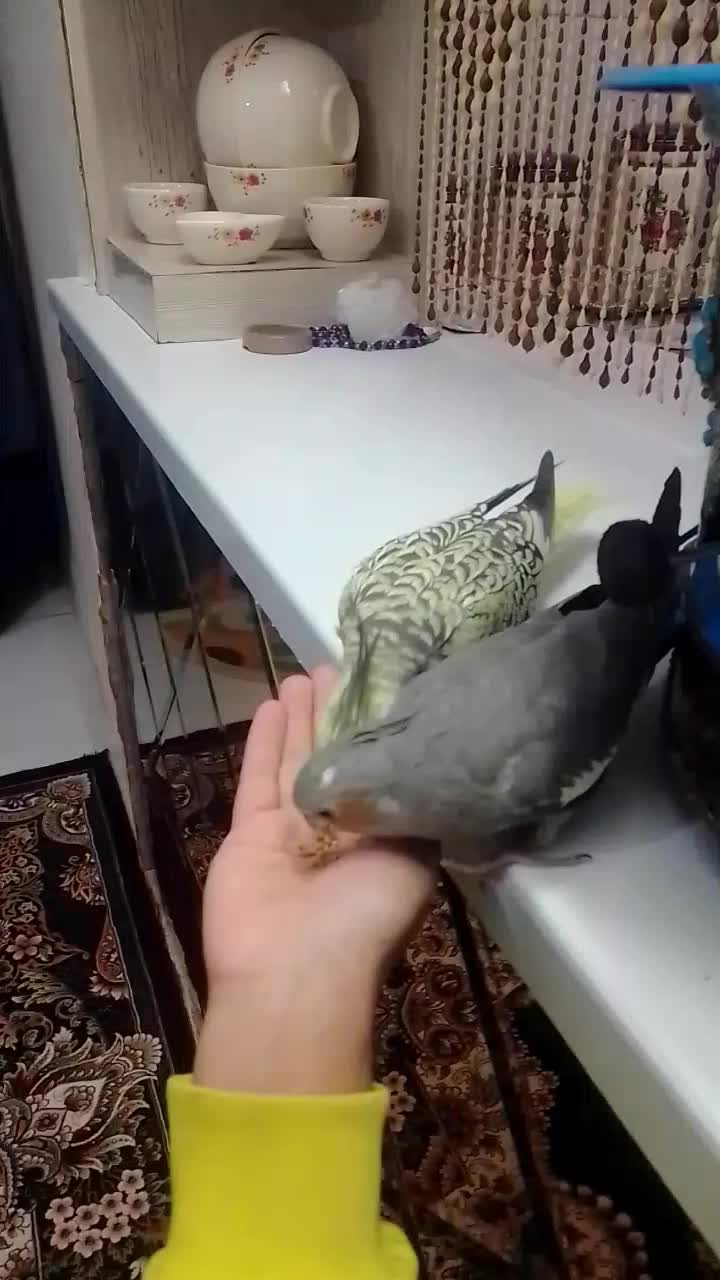 یک جفت عروس هلندی دستی|پرنده|طرقبه, |دیوار