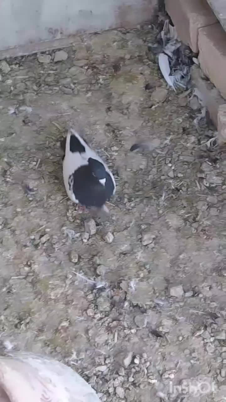 نرسینه سیاه|پرنده|سیدان, |دیوار