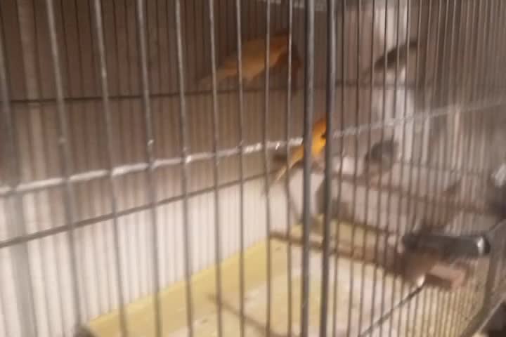 قناری قناری جفتی سهره اماده|پرنده|صفادشت, |دیوار