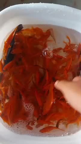 ماهی عی.د|ماهی|زارچ, |دیوار