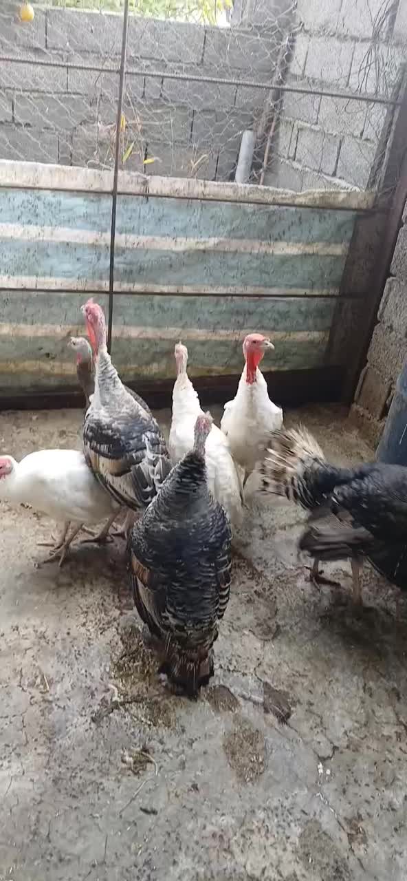 بوقلمون کوهی|حیوانات مزرعه|تالش, هشتپر|دیوار