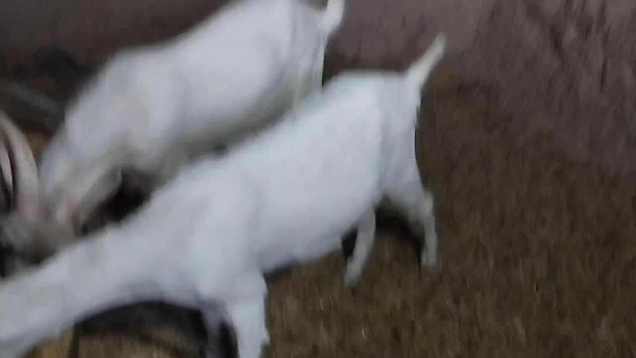 کولار سانن|حیوانات مزرعه|فردوس (خراسان), |دیوار