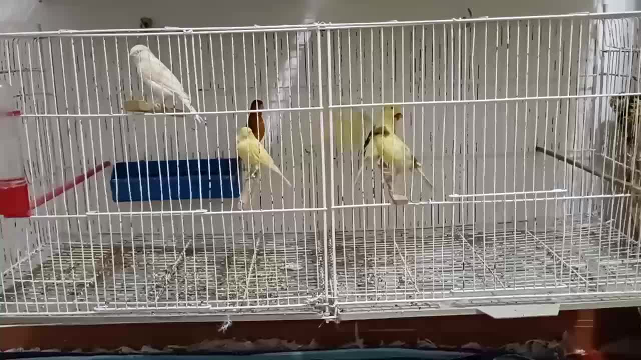 قناری ماده|پرنده|رشت, کوی مهر|دیوار