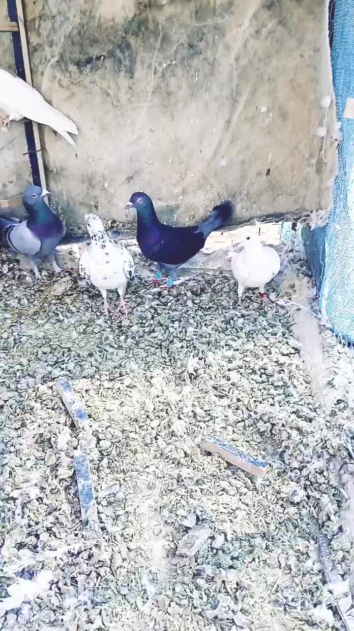 کبوتر|پرنده|بختگان, |دیوار