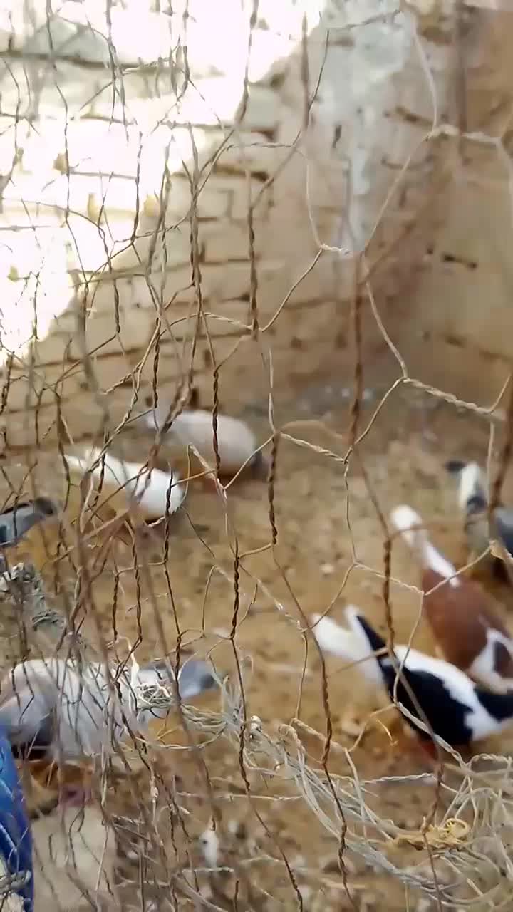 عشق بازا|پرنده|طبس, |دیوار