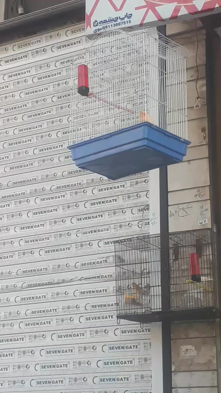 انواع قناری کوتاه بلند خون|پرنده|آمل, |دیوار